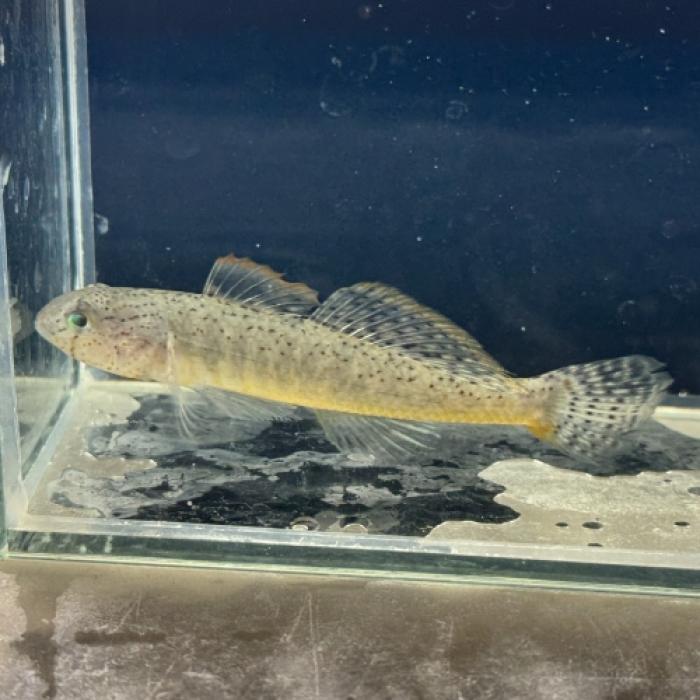 チャイニーズオレンジフィンスリーパーゴビー