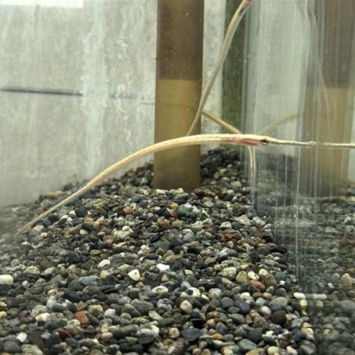 ｲﾝﾄﾞﾈｼｱﾛﾝｸﾞﾉｰｽﾞﾊﾟｲﾌﾟﾌｨｯｼｭ*Doryichthys heterosoma