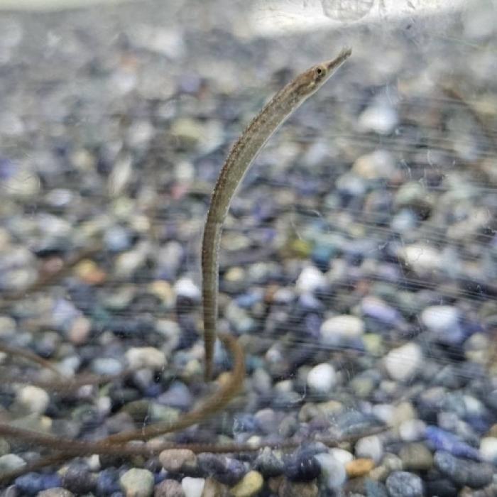 レッドベリーパイプフィッシュ　＊Doryichthys martensii
