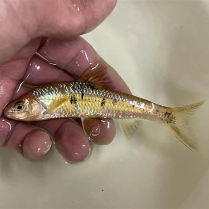 サルコケイリクティス・ニグリピンニス（ベトナム）