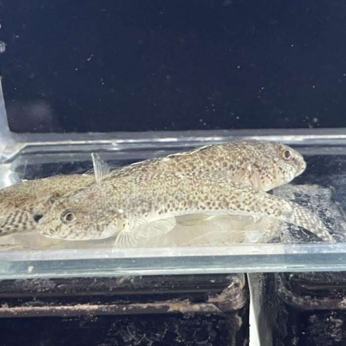 ギャラクシーゴビー（ベトナム）