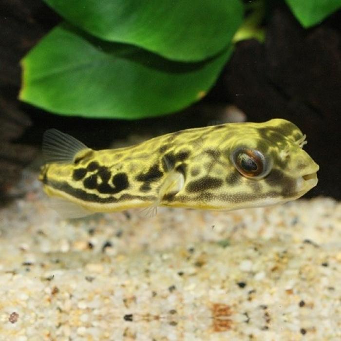 テトラオドン・ムブ（コンゴ）（Ｍ）