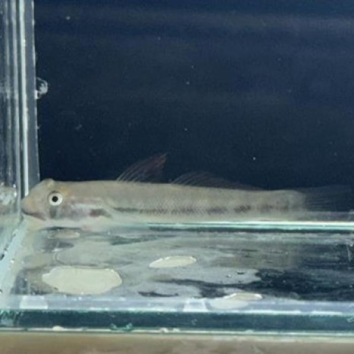 シキオプテルス　ミクロセファルス（インドネシア）