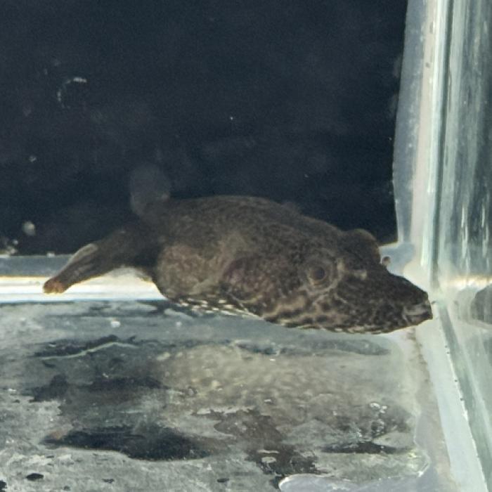 テトラオドン・スバッティ（Ｓ）