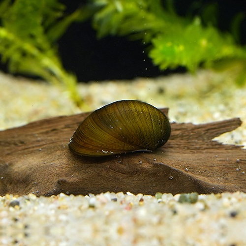 カバクチカノコガイ
