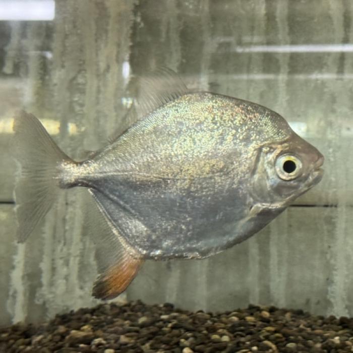 ミロプルス・ルブリピンニス（ワイルド）