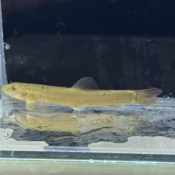 チャイニーズストーンローチ