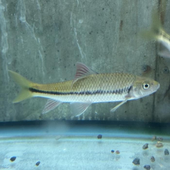 中国レインボーバルブ