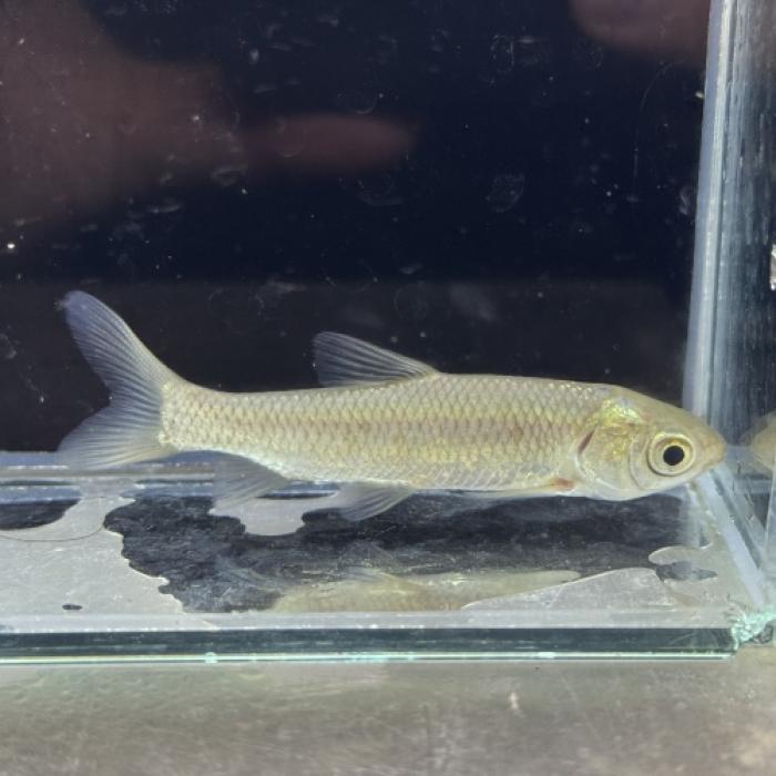 ソウギョ（中国）