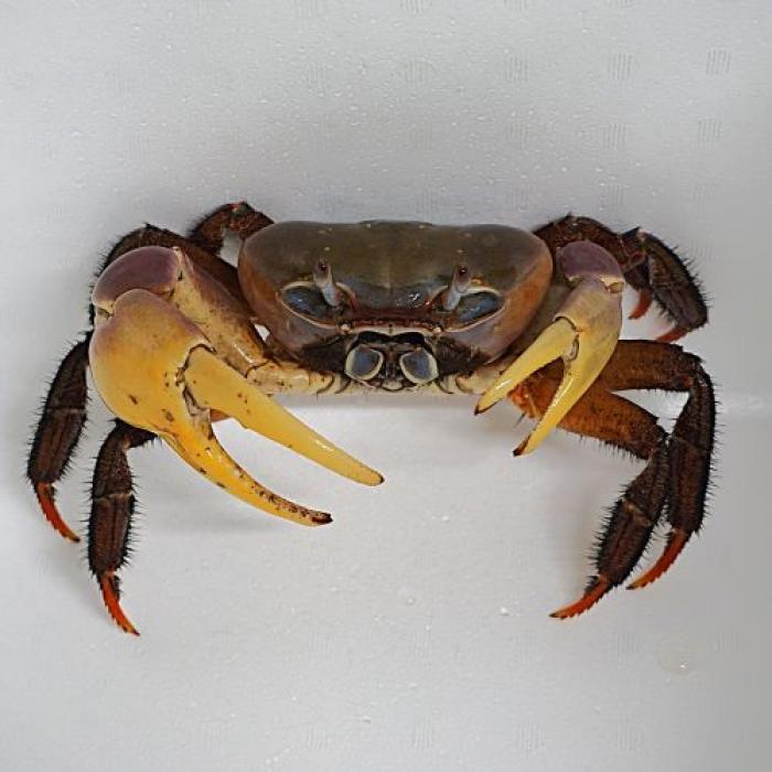 ミナミオカガニ