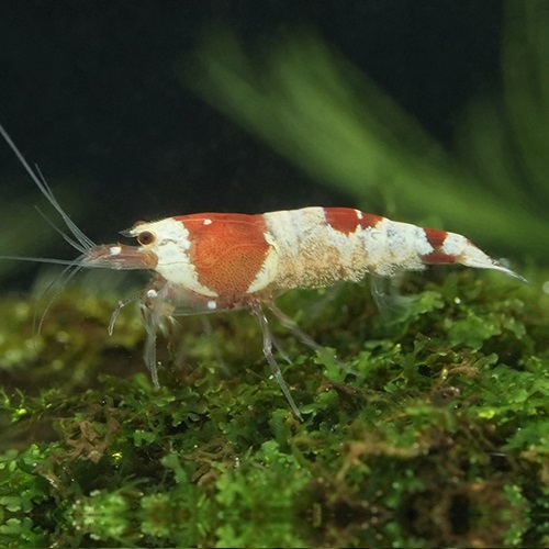 レッドビーシュリンプ