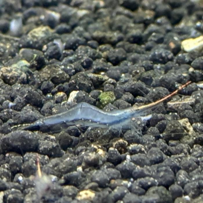 ピノキオシュリンプ（ジャワ）