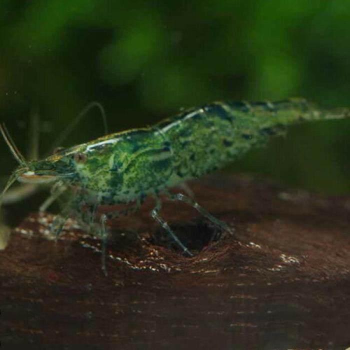 グリーンチェリーシュリンプ