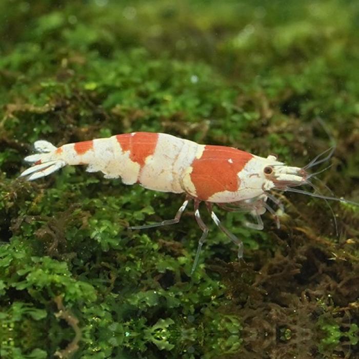 レッドビーシュリンプ（Ｌ）