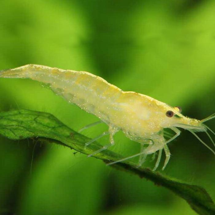 イエローチェリーシュリンプ※１２月限定特価