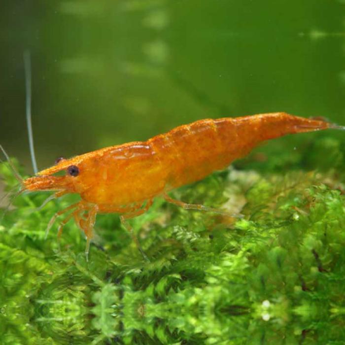 オレンジチェリーシュリンプ※１２月限定特価