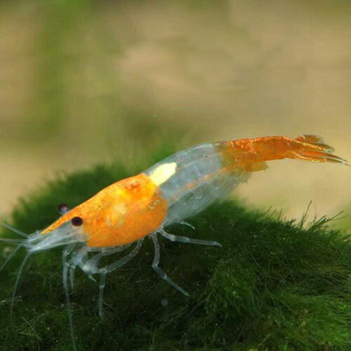 オレンジルリーシュリンプ※１２月限定特価