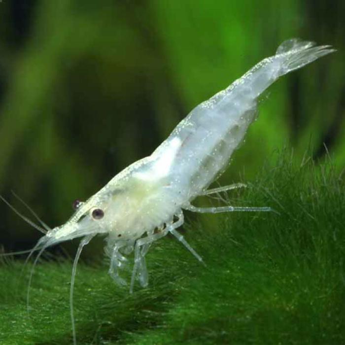 スノーホワイトシュリンプ※１２月限定特価