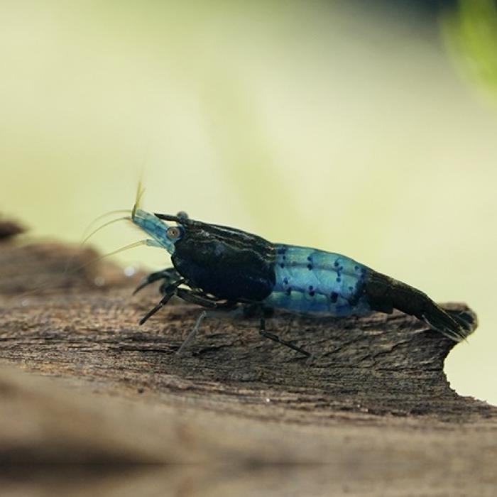 スーパーブラックルリーシュリンプ※１２月限定特価