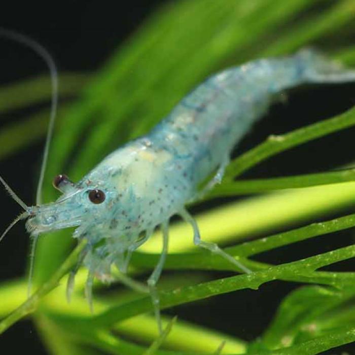 ブルーベルベットシュリンプ※１２月限定特価