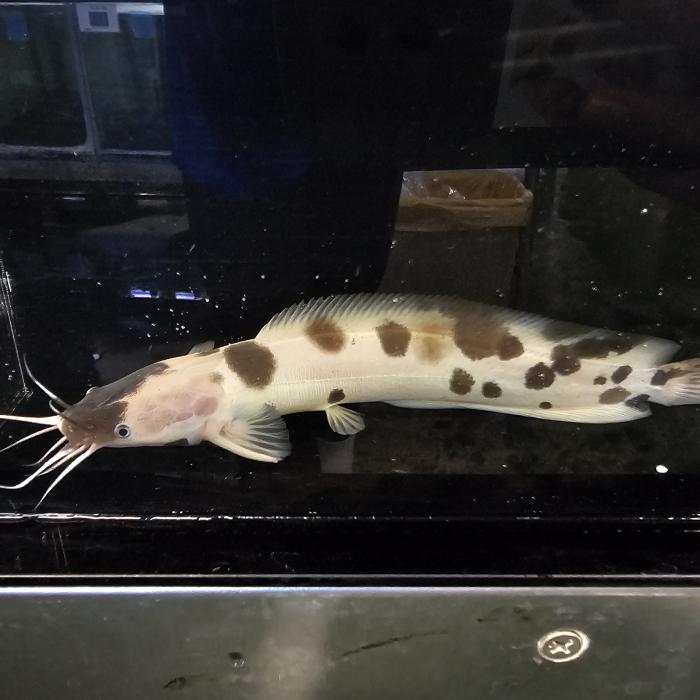 パンダクララ