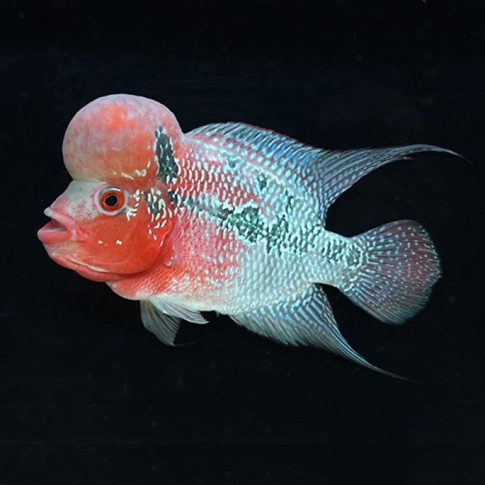 ビッグヘッドフラワーホーン・レッド