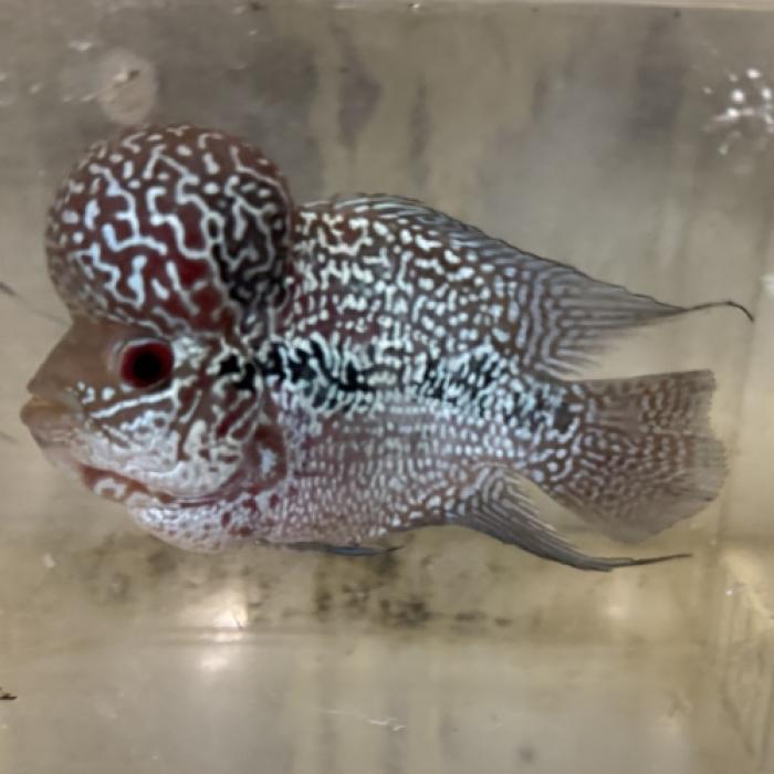 ビッグヘッドフラワーホーン・ブルー