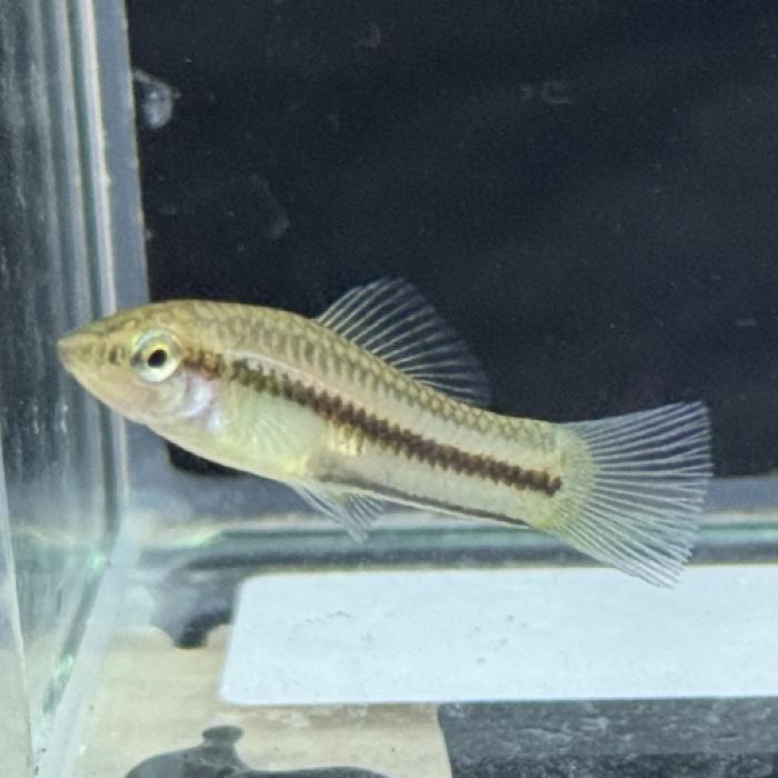 キフォフォルス・ニグレンシス（ＲｉｏＣｈｏｙ）（ＥＵブリード）