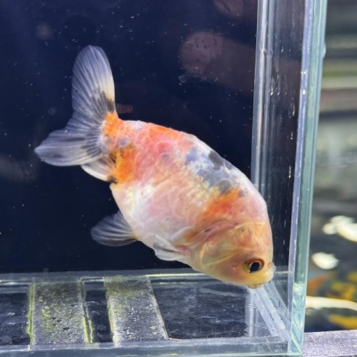 ミックス金魚・江戸錦系ランチュウミックス（無選別）