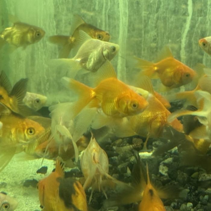ミックス金魚（ハネ物・無選別）（小）