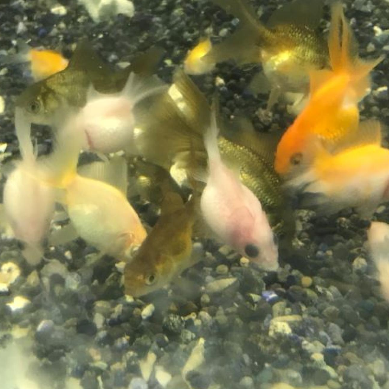 ミックス金魚（ハネ物・無選別）