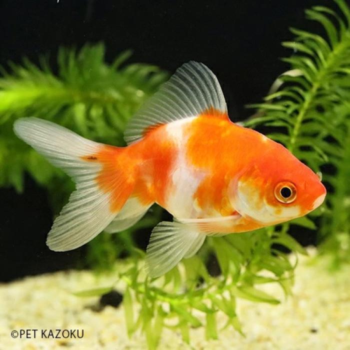 桜琉金（大和郡山）