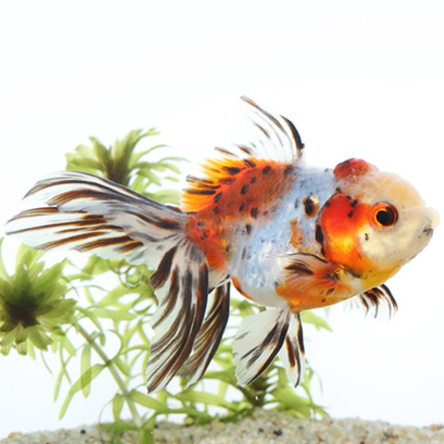 東錦（長野飯田）（Ｌ）