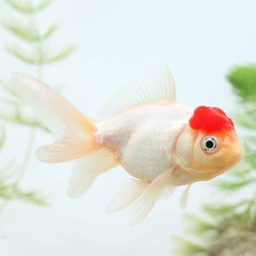 高頭丹頂（長野飯田）