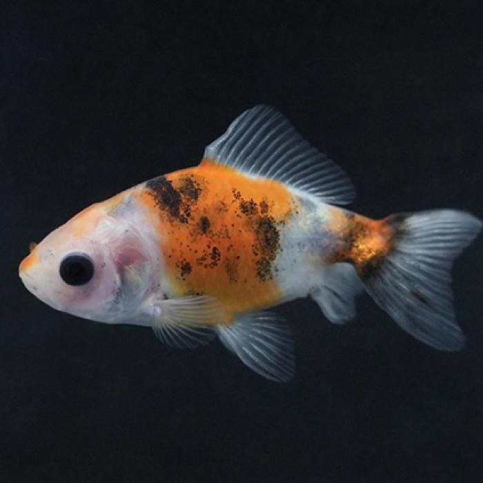 キャリコ三尾和金（埼玉）（ＭＬ）