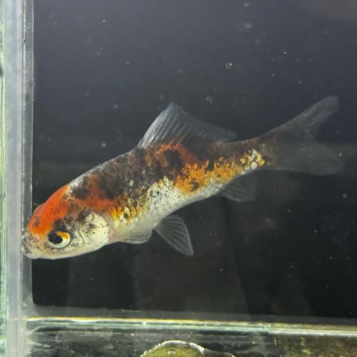 銀鱗三色和金（埼玉）