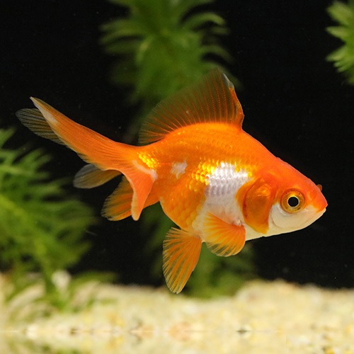 サラサ琉金（埼玉）