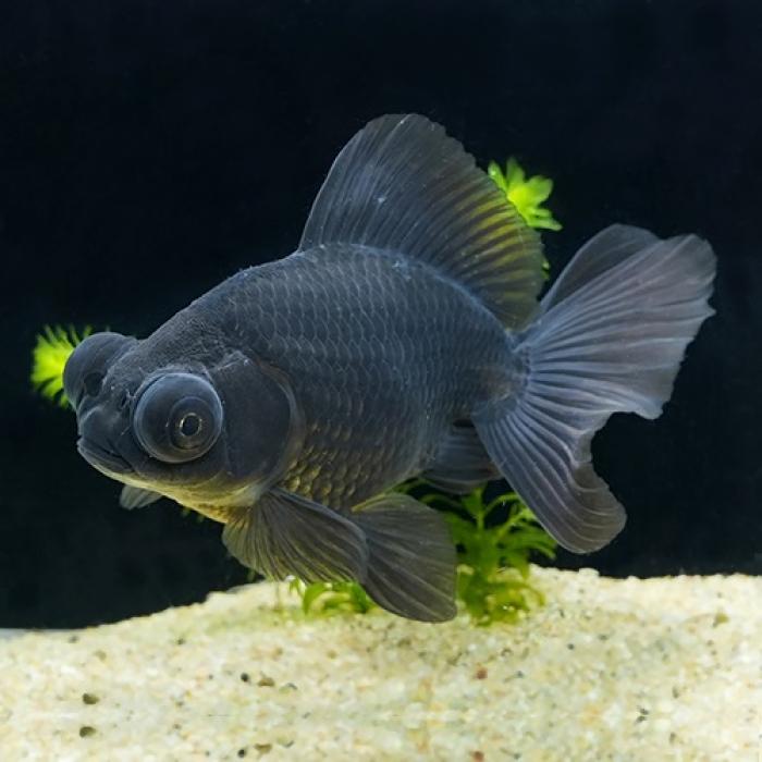 黒蝶尾（埼玉/志村）（Ｌ）