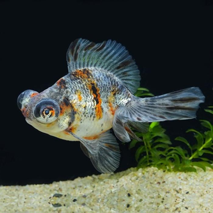 キャリコ蝶尾（埼玉/志村）（Ｌ）