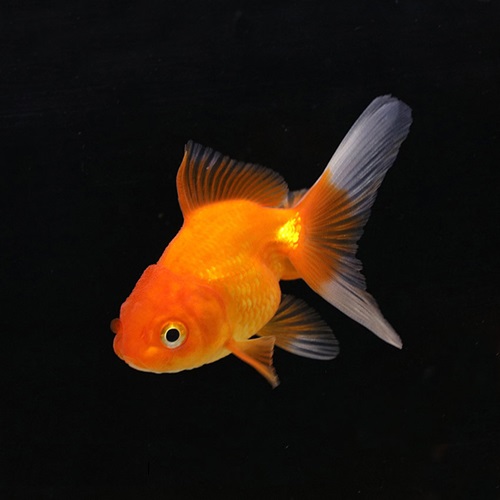 オランダ（埼玉）