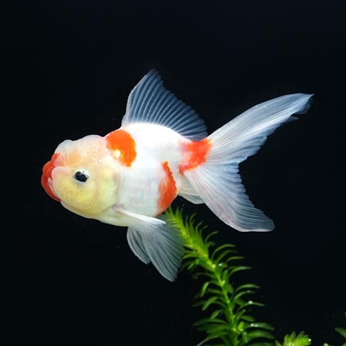 桜東錦（埼玉/志村）(L)