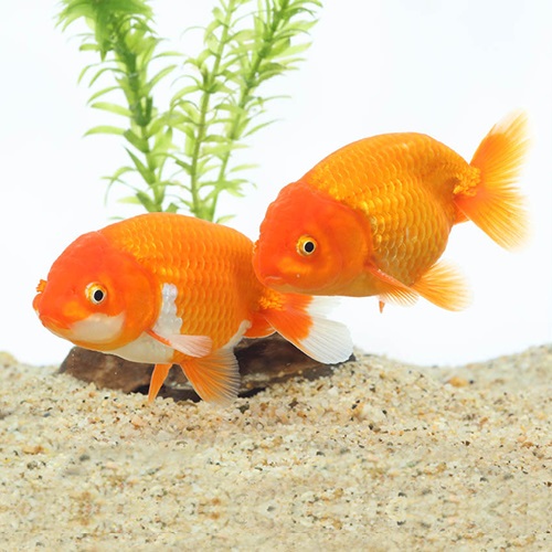 ランチュウ（埼玉）