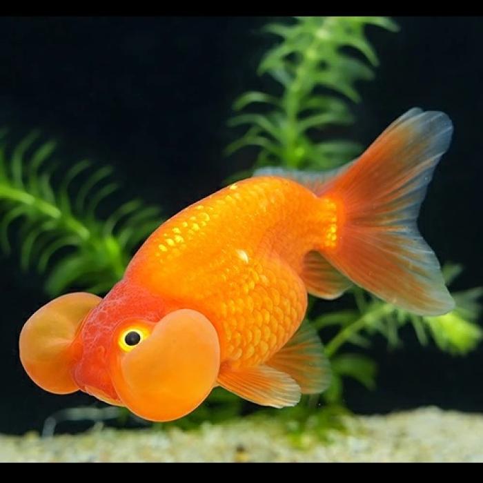 水泡眼（埼玉）