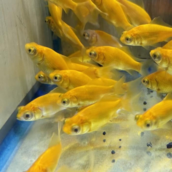 イエローやなぎ出目金（埼玉）