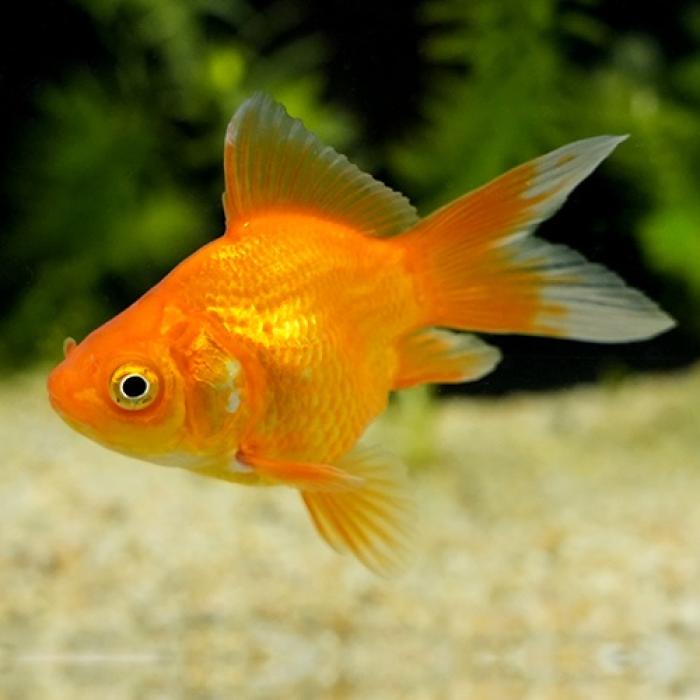 玉サバ・色ミックス（埼玉）