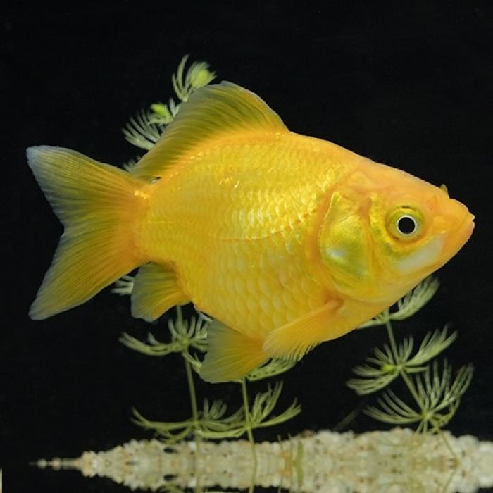 玉黄金（たまこがね）（埼玉）（ML）