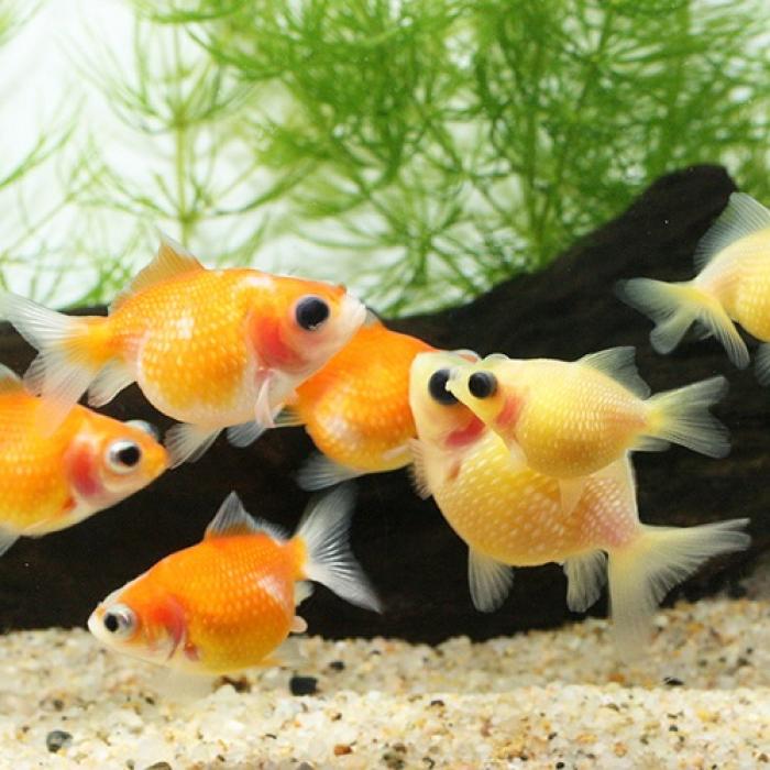 国産出目ピンポンパール（埼玉）