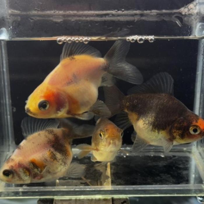 ショートテール琉金（埼玉）