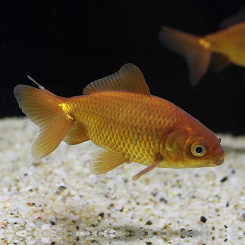 茶三尾和金（埼玉）