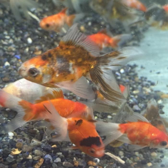 オランダ・色ミックス（埼玉）